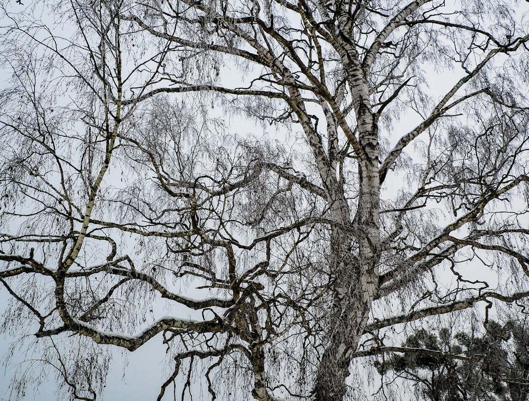 Pyntekvister: A Complete Guide